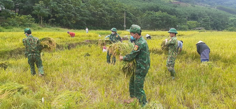 Quang Binh: Nhung ruong lua triu hat tham tinh quan dan noi bien gioi-Hinh-2