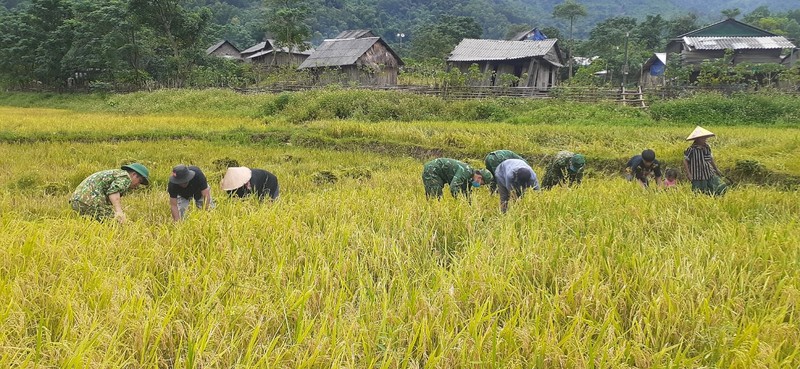 Quang Binh: Nhung ruong lua triu hat tham tinh quan dan noi bien gioi-Hinh-3