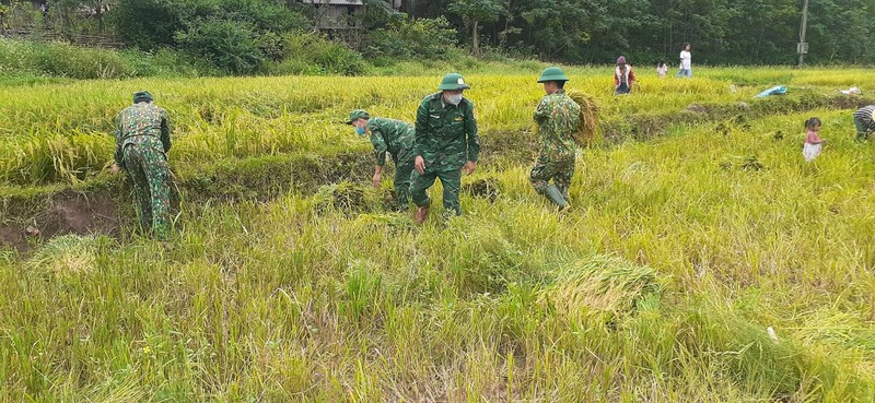 Quang Binh: Nhung ruong lua triu hat tham tinh quan dan noi bien gioi-Hinh-6