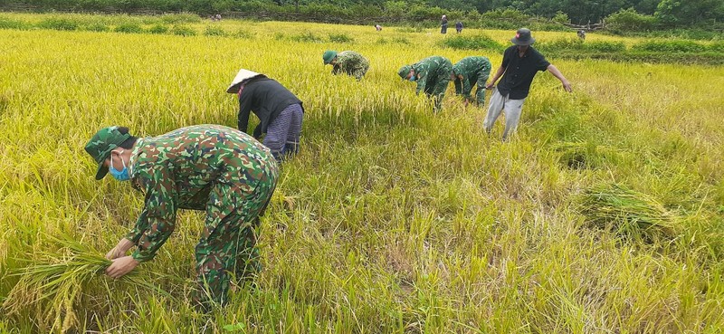 Quang Binh: Nhung ruong lua triu hat tham tinh quan dan noi bien gioi-Hinh-7