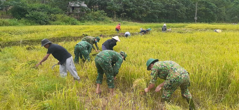 Quang Binh: Nhung ruong lua triu hat tham tinh quan dan noi bien gioi