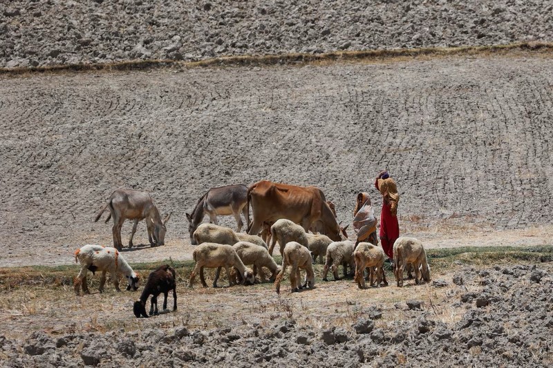 Canh nguoi dan Pakistan vat lon voi cai nong “thieu dot” 52 do C-Hinh-10