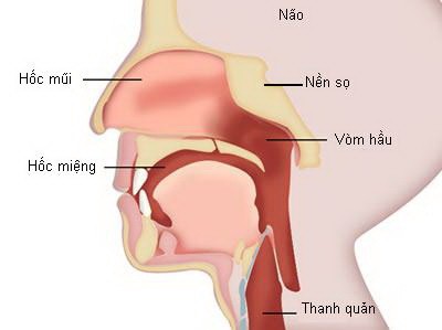 Ung thu luoi: lua chon phau thuat tot hon hoa tri-Hinh-7