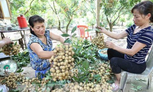 Nguoi trong nhan Hung Yen len tieng ve thong tin nhan 4.000 dong/kg