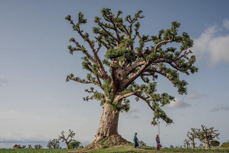 Cay thieng tram nam cua Senegal chet dan trong thoi hien dai-Hinh-10