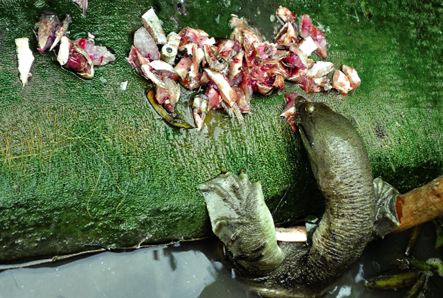 Nuoi lom ngom ba ba duoi ao beo thanh “vua” o dat Mui-Hinh-3