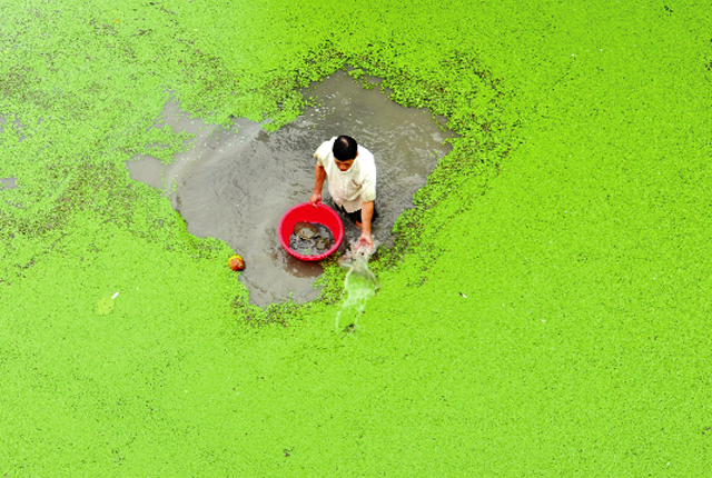 Nuoi lom ngom ba ba duoi ao beo thanh “vua” o dat Mui-Hinh-4