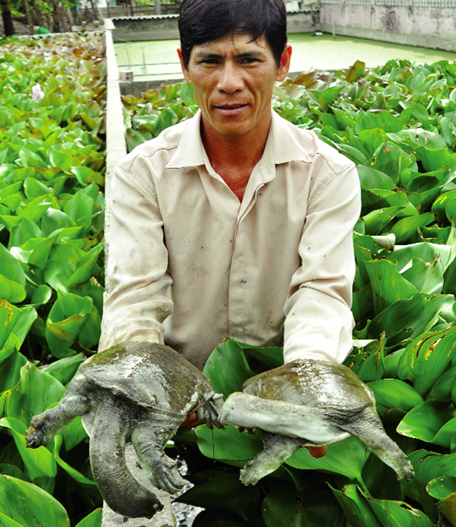 Nuoi lom ngom ba ba duoi ao beo thanh “vua” o dat Mui