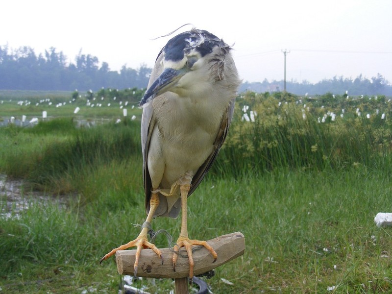 Nghe An: Rung minh, chim troi bi khau mat, vat long song giua dong