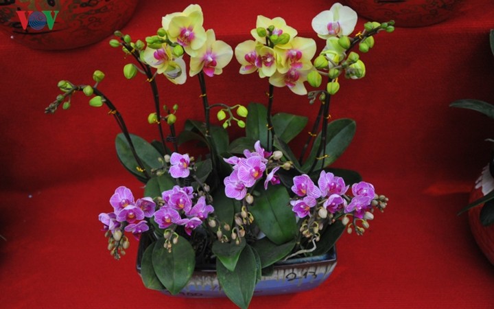 Lan bonsai mini sieu dep gay sot thi truong Tet Ky Hoi 2019-Hinh-10