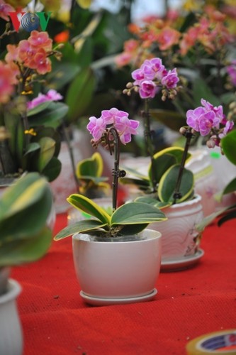 Lan bonsai mini sieu dep gay sot thi truong Tet Ky Hoi 2019-Hinh-4