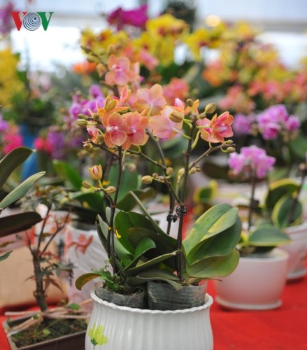 Lan bonsai mini sieu dep gay sot thi truong Tet Ky Hoi 2019-Hinh-5