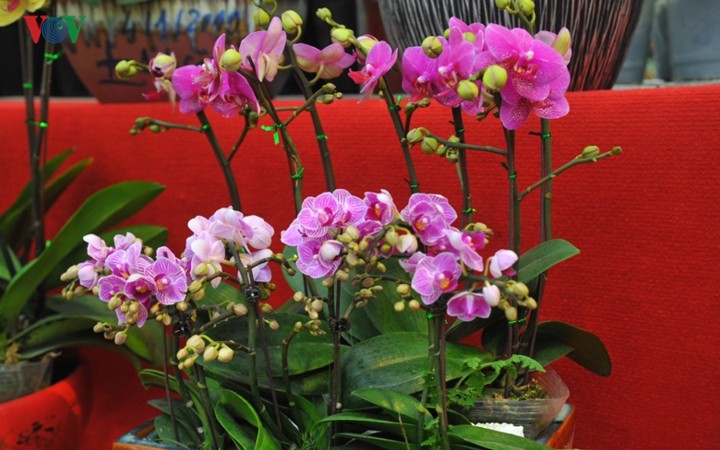 Lan bonsai mini sieu dep gay sot thi truong Tet Ky Hoi 2019-Hinh-7