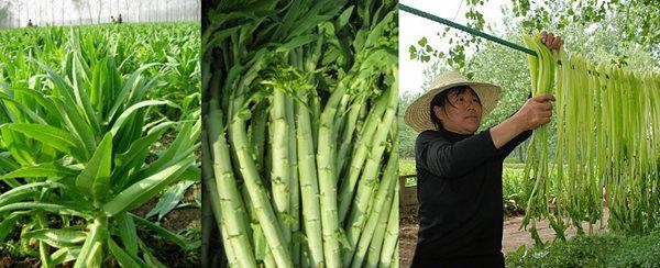 Ky la: Loai rau dac san tung de tien Vua bay gio chi de cho lon an-Hinh-7