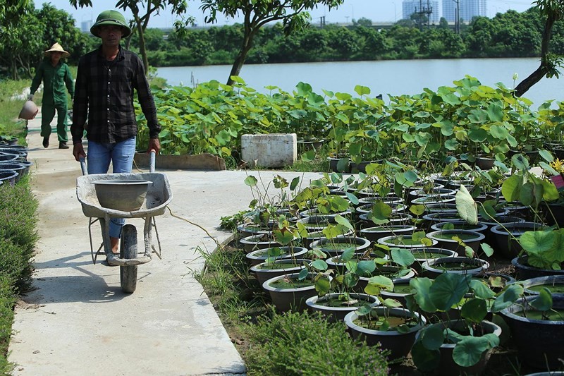 Ngam nghia 40 loai sen quy hiem, doc dao giua long Ha Noi-Hinh-5