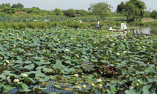 Ngam nghia 40 loai sen quy hiem, doc dao giua long Ha Noi