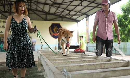 Phim “Cau Vang”: Cho thuan Viet se dong the cho Nhat canh bi nguoc dai?