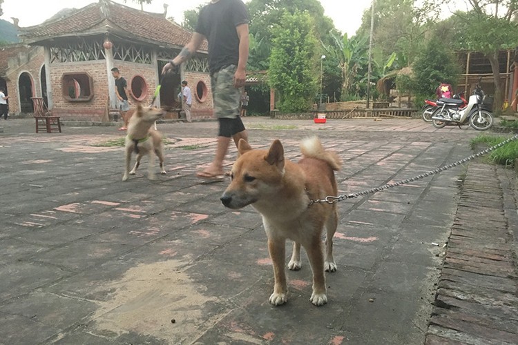 Chan dung nam dien vien dong vai Lao Hac phim “Cau Vang“-Hinh-10