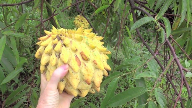 Qua xau xi chang ai nghi la “mo tien”, gia ban vai tram nghin/kg-Hinh-7