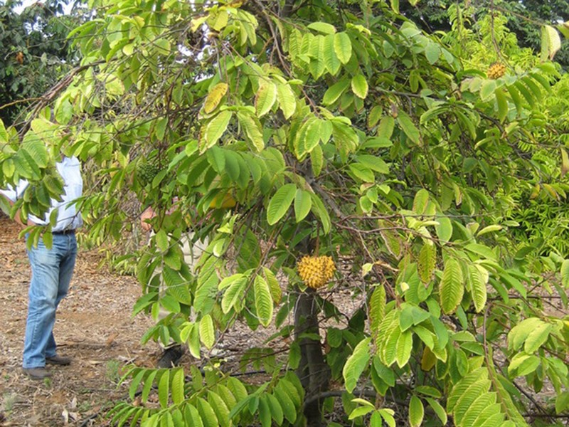 Qua xau xi chang ai nghi la “mo tien”, gia ban vai tram nghin/kg