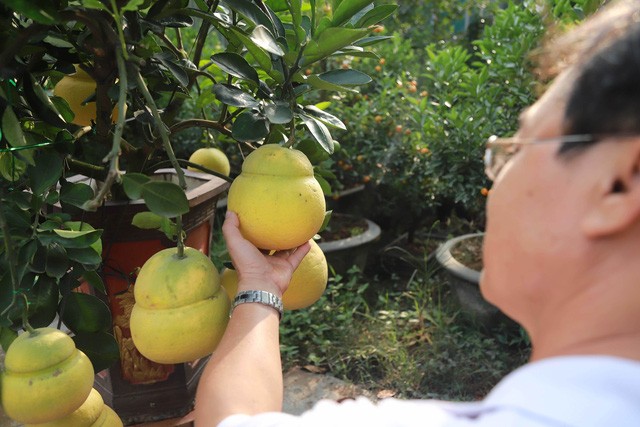 Hoa mo rung trang muot, hang la hut khach choi Tet-Hinh-9