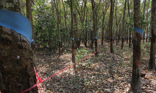 Ly do khong khoi to vu 9 bo xuong nguoi o Tay Ninh-Hinh-3