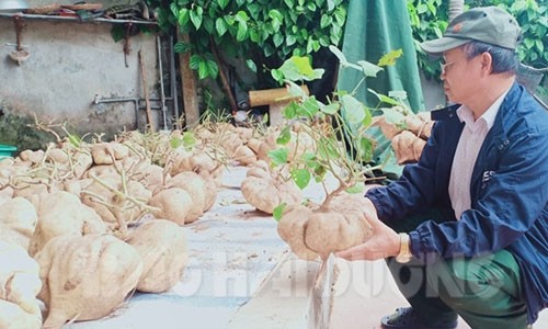 La lung lang que Hai Duong choi Tet bang cu dau sieu to khong lo