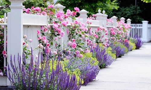 Nhà nổi bật nhờ những hàng rào hoa đơn giản, đẹp lãng mạn