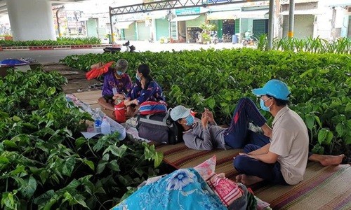 2 gia dinh di bo ve que nhung khong duoc, phai ta tuc o gam cau