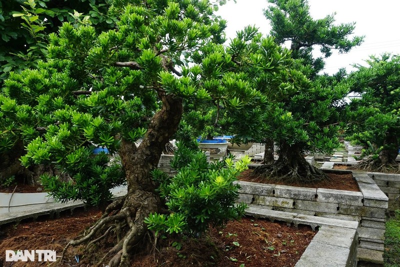 Pha vuon trai cay de trong kieng co thu, lao nong mien Tay giau bat ngo-Hinh-3