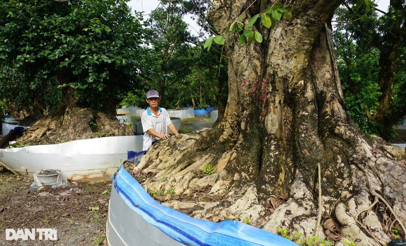 Pha vuon trai cay de trong kieng co thu, lao nong mien Tay giau bat ngo-Hinh-4