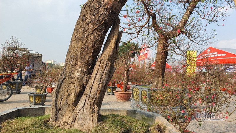 Man nhan cap dao 'khung' nhat cho Tet My Dinh, bac thang moi nhin thay ngon-Hinh-10