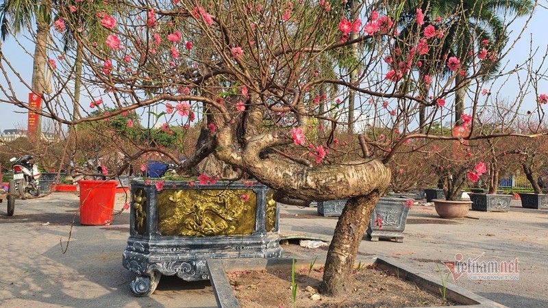 Man nhan cap dao 'khung' nhat cho Tet My Dinh, bac thang moi nhin thay ngon-Hinh-11