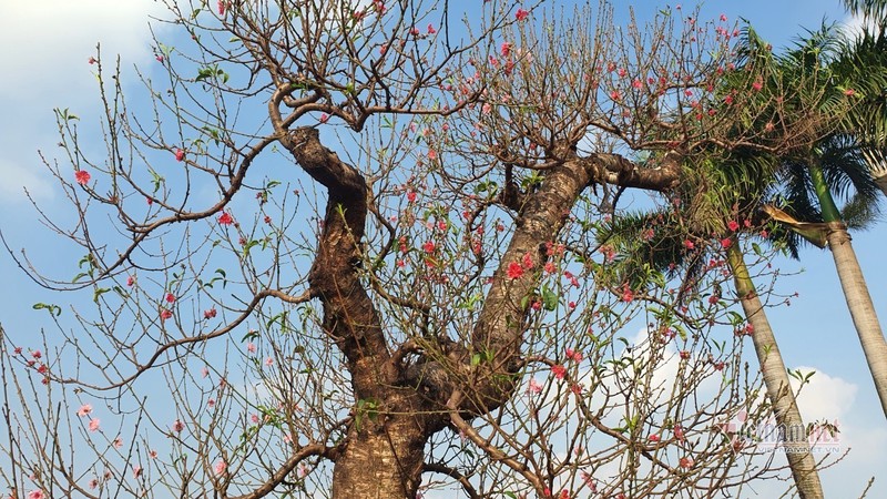 Man nhan cap dao 'khung' nhat cho Tet My Dinh, bac thang moi nhin thay ngon-Hinh-6