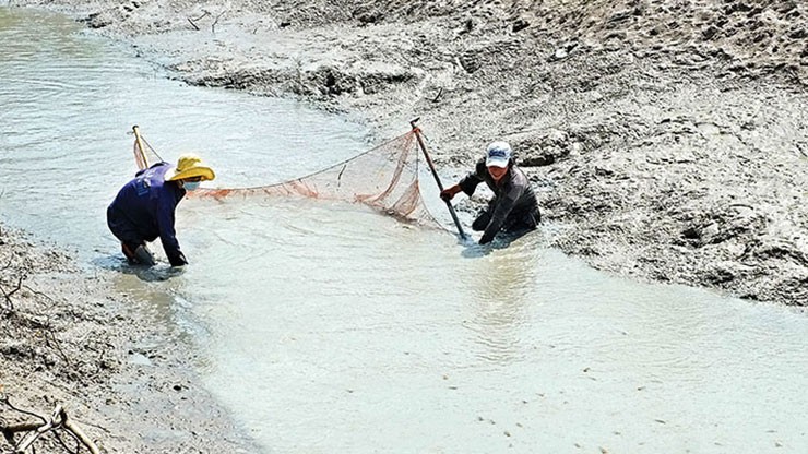 Loai ca “nha ngheo” xua re beo o Viet Nam, nay bat ve ban 250.000/kg-Hinh-9