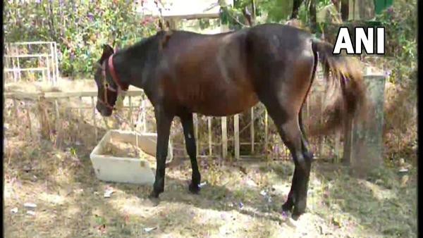 Video: Xang thi tang ma nha xa co quan, quy ong An... cuoi ngua di lam