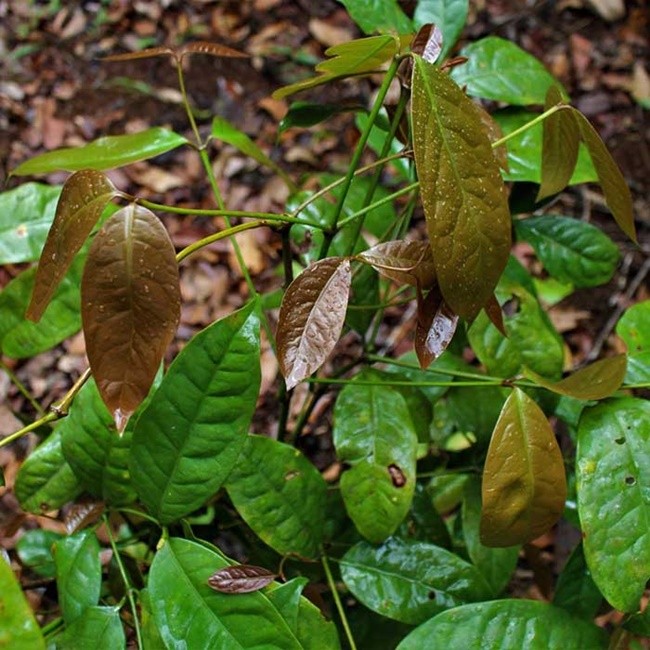 Loai rau truoc moc o bo rao, dan dem ve trong co tien trieu “vao tui“-Hinh-11