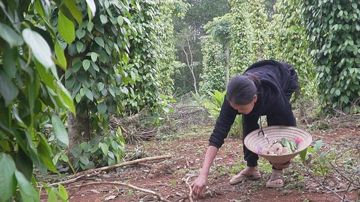 “Loc troi” o Viet Nam chi moc vao ban dem, dua nhau hai ban gia 