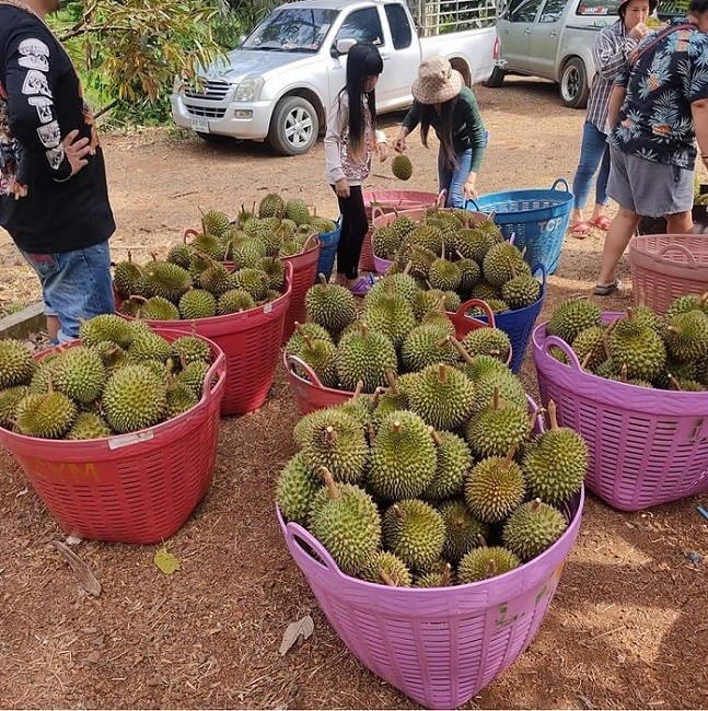 Sau ti hon Thai Lan do bo cho Viet, vua trai cay ban ngay nua tan-Hinh-4