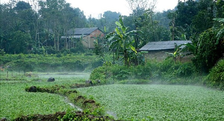 Cay dai truoc vut di, nay hoa “mo vang” dan thu hang tram trieu-Hinh-2