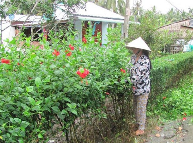 Loai cay lam hang rao, tuong khong an duoc ngo dau la dac san-Hinh-3