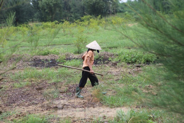 Nong dan Ha Tinh kiem tien trieu moi ngay nho san de mua lu-Hinh-7