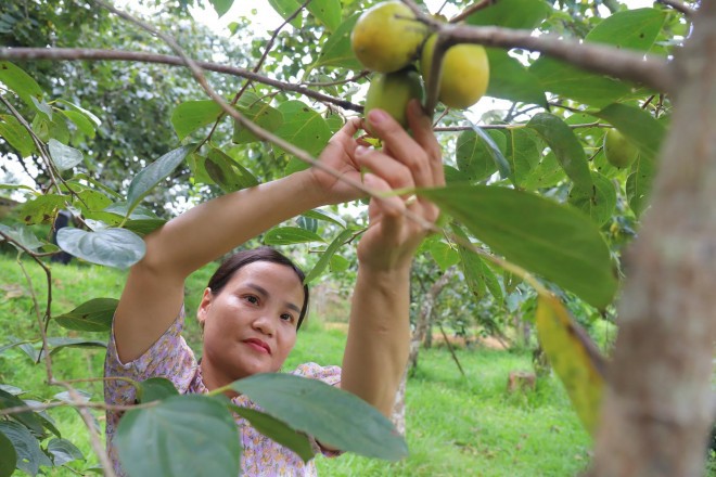 Trong cay lay bong mat, gio bong thu lai tram trieu nhan tenh-Hinh-4