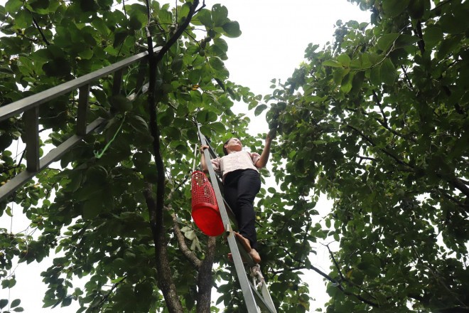 Trong cay lay bong mat, gio bong thu lai tram trieu nhan tenh