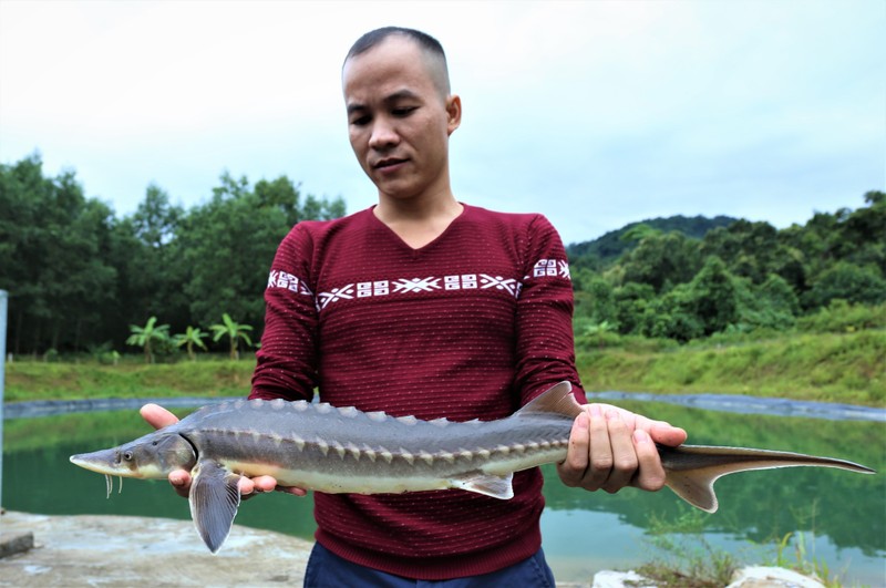 Nuoi thanh cong ca tam o Ha Tinh, loi nhuan cao-Hinh-2