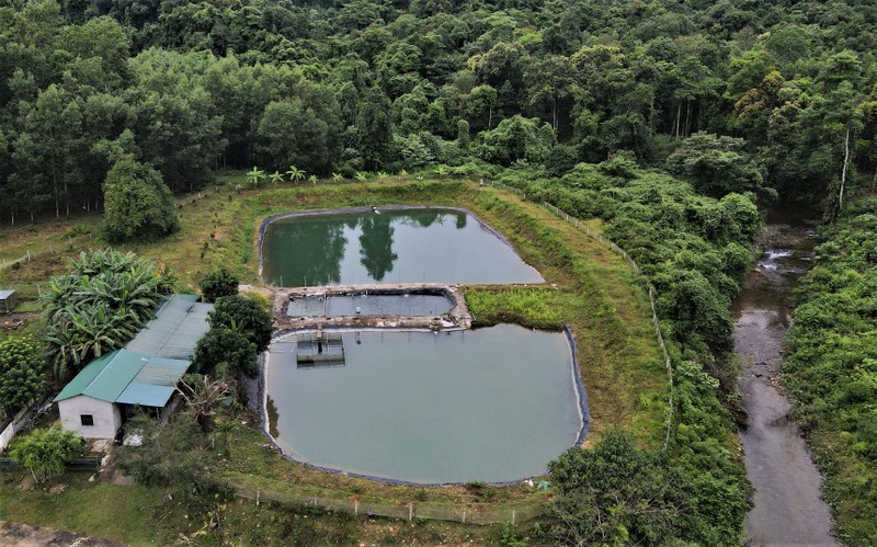 Nuoi thanh cong ca tam o Ha Tinh, loi nhuan cao