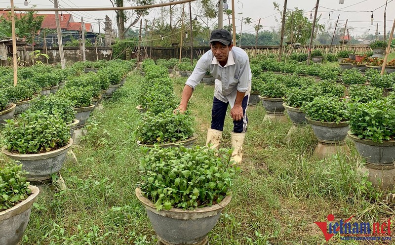 Hoa Tet bi nuoc lu nhan chim, nguoi dan xu Hue lo trang tay-Hinh-2