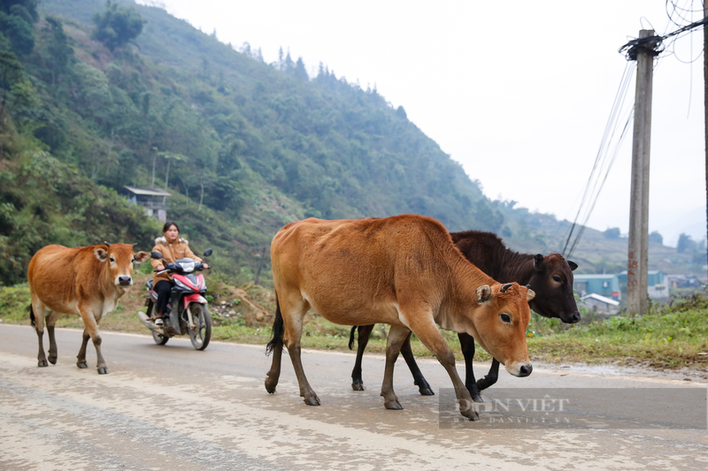 Nguoi Sa Pa un un lua trau tu rung ve chuong de tranh ret-Hinh-4