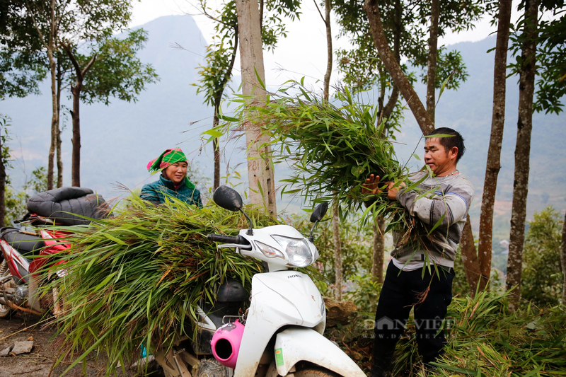 Nguoi Sa Pa un un lua trau tu rung ve chuong de tranh ret-Hinh-5