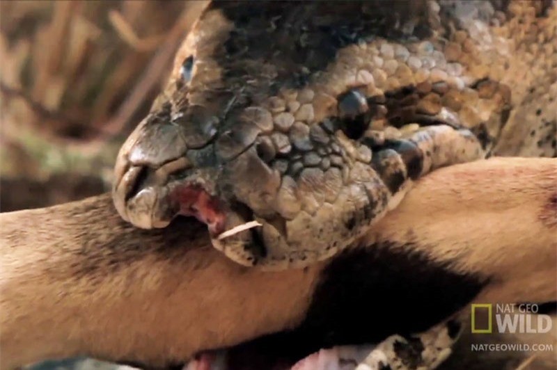 Video: Tran khong lo tro tai san linh duong trong chop mat